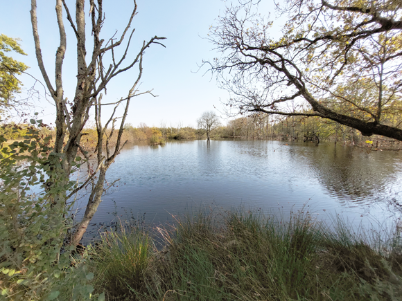 natuurgebied Bargerveen, Laardijk