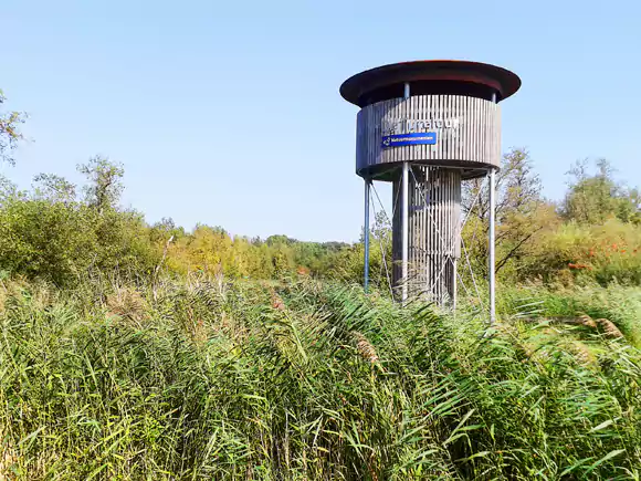 Ackerdijkse Plassen, de Tureluur