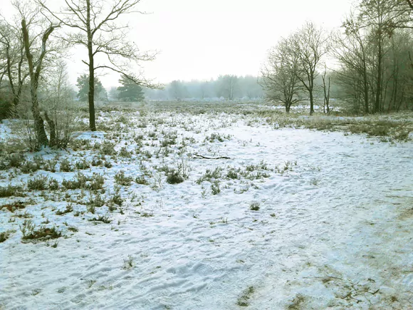 Stormbos, heideveld