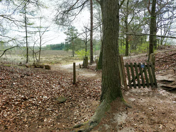 noordzijde Bakkeveense Duinen