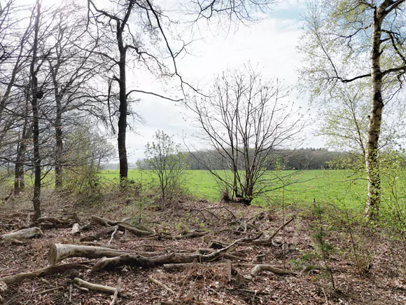 Haule, Blauwe Bos