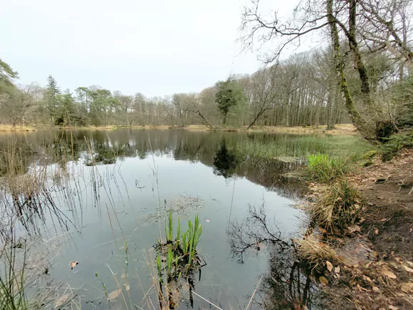 Grote vijver of Hermitage vijver