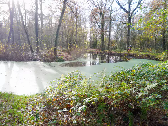 Appelscha, Boslaan