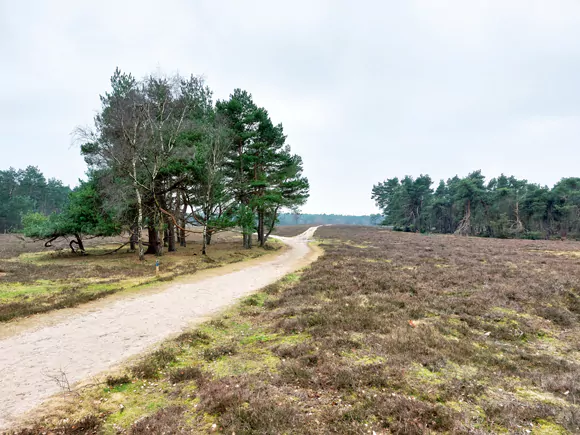 heideveld Wezepsche Heide