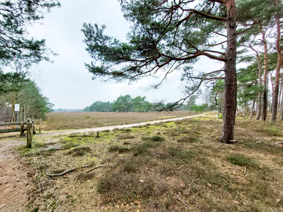 Wezepsche Heide met fietspad