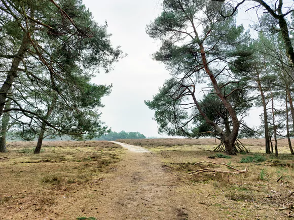 Wezepsche Heide