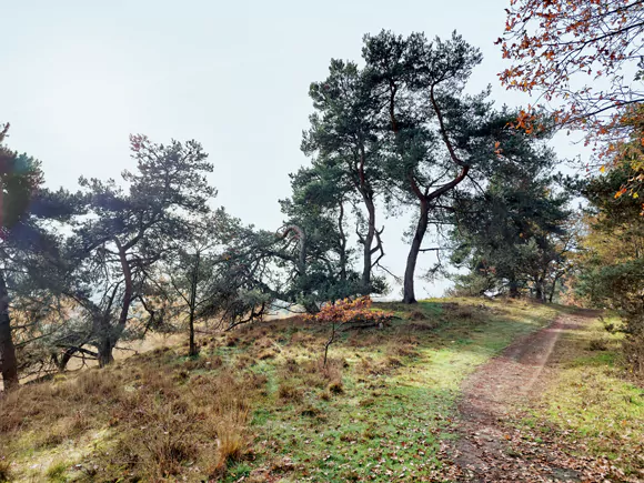 de Dikkenberg (30,6m)