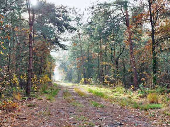 tussen Wellerlooi en de Looier Heide